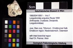 Foto (Objket + Etiketten) von Longodromites angustus (Reuss 1858) 